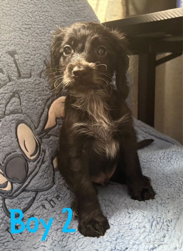 Cockapoo puppies for sale in Rawmarsh, South Yorkshire – 8 weeks old - Image 2 of 3