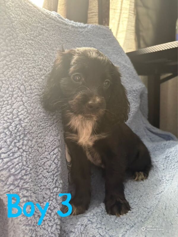 Cockapoo puppies for sale in Rawmarsh, South Yorkshire – 8 weeks old - Image 3 of 3