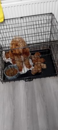 Cockapoo puppies for sale in Hereford, Herefordshire – 1 year old - Image 1 of 5