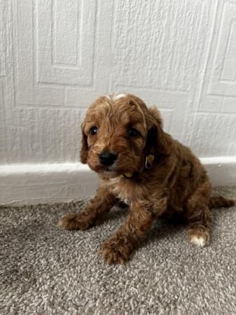 Cockapoo puppies for sale in Hereford, Herefordshire – 1 year old - Image 2 of 5