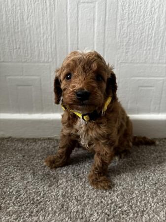 Cockapoo puppies for sale in Hereford, Herefordshire – 1 year old - Image 3 of 5