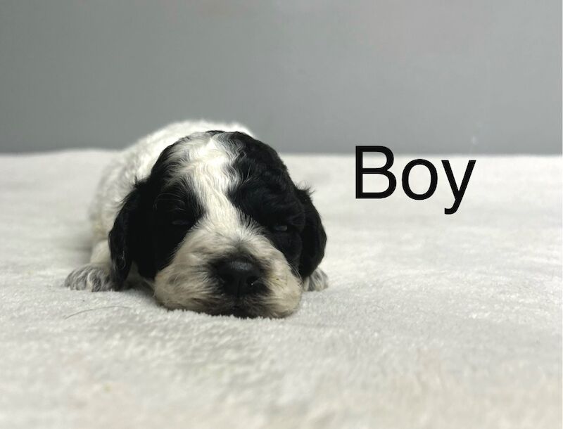Cockapoo puppies for sale in Wisbech, Cambridgeshire – 3 weeks old