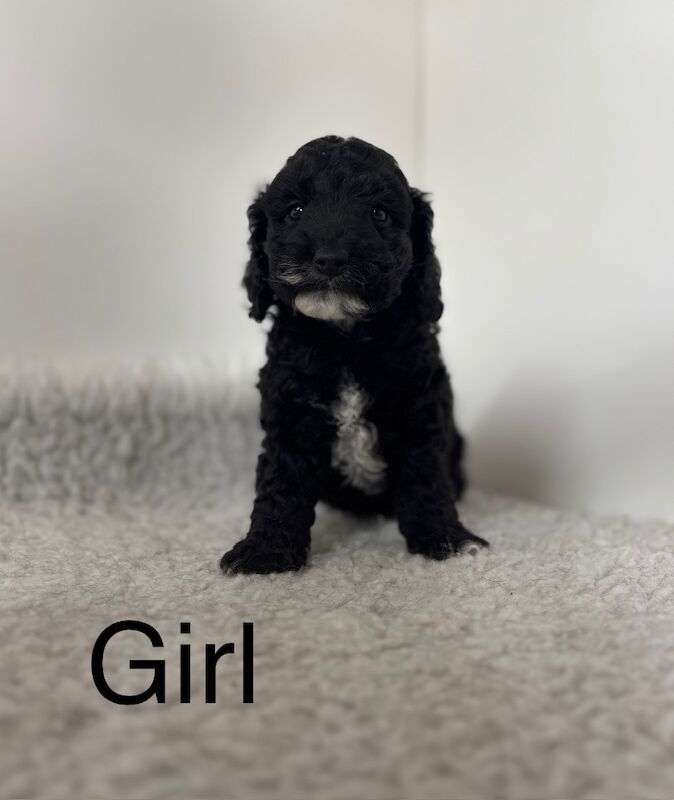 6 lovely Cockapoo ready soon for sale in Upwell, Norfolk
