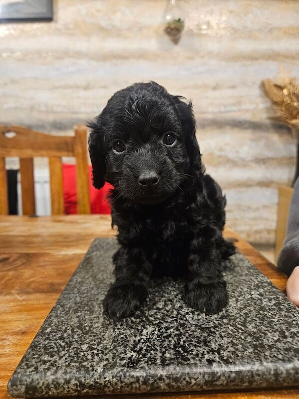 Cockapoo puppies for sale in Runcorn, Cheshire – 6 weeks old - Image 3 of 6