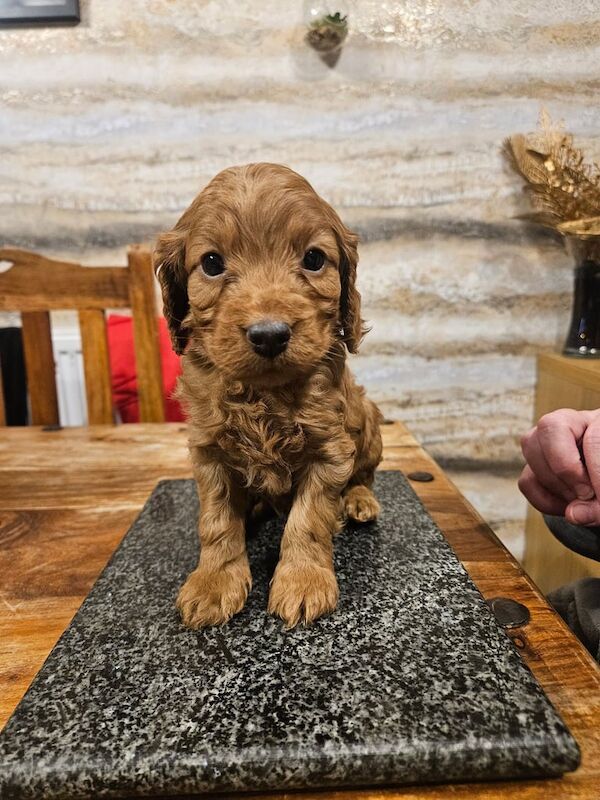Cockapoo puppies for sale in Runcorn, Cheshire – 6 weeks old - Image 4 of 6