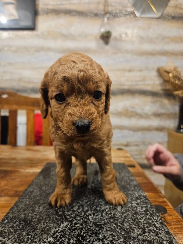 Cockapoo puppies for sale in Runcorn, Cheshire – 6 weeks old - Image 5 of 6