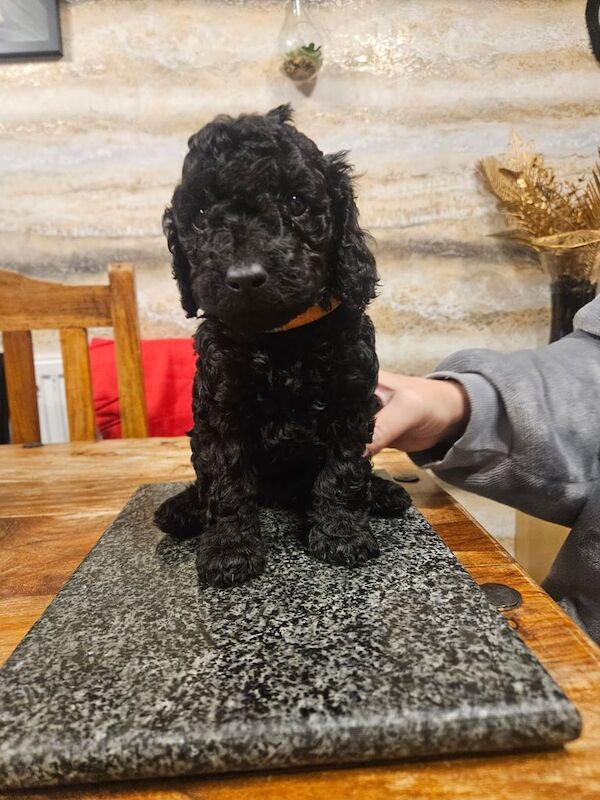 Cockapoo puppies for sale in Runcorn, Cheshire – 6 weeks old - Image 6 of 6