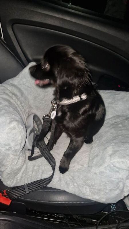 Cockapoo puppies for sale in Lurgan, County Armagh – 7 months old - Image 2 of 3