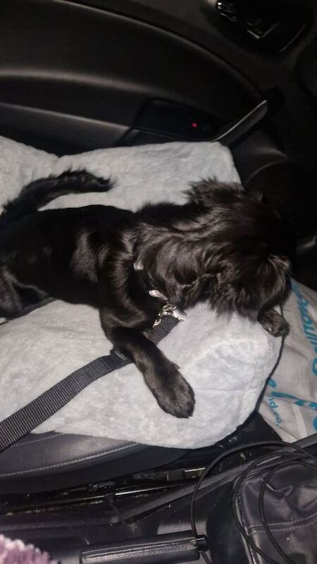 Cockapoo puppies for sale in Lurgan, County Armagh – 7 months old - Image 3 of 3