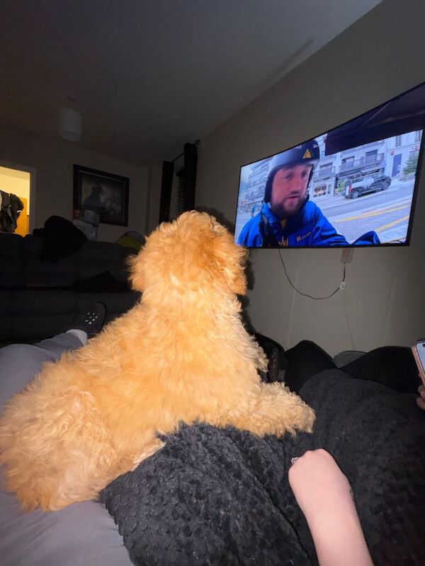 6 month old cockapoo - Image 2 of 4