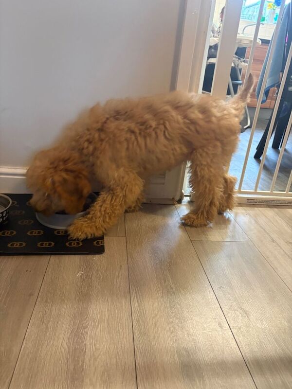 6 month old cockapoo - Image 3 of 4