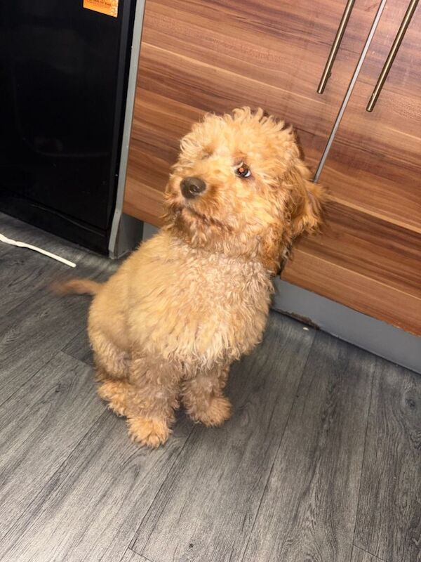 6 month old cockapoo - Image 4 of 4