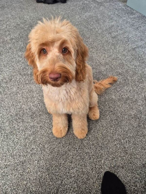 6 month old cockapoo (ivy)