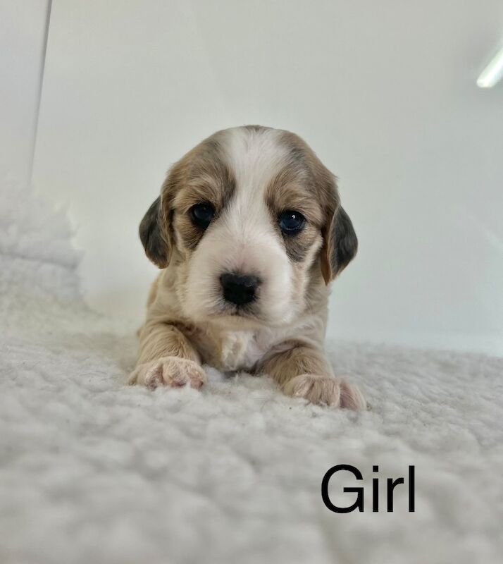 6 stunning coloured Cockapoo puppies for sale in Upwell, Norfolk
