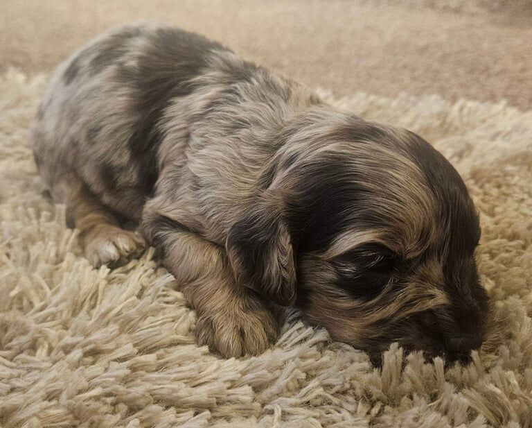Merle Cockapoo puppies for sale in Cheltenham, Gloucestershire – 3 weeks old