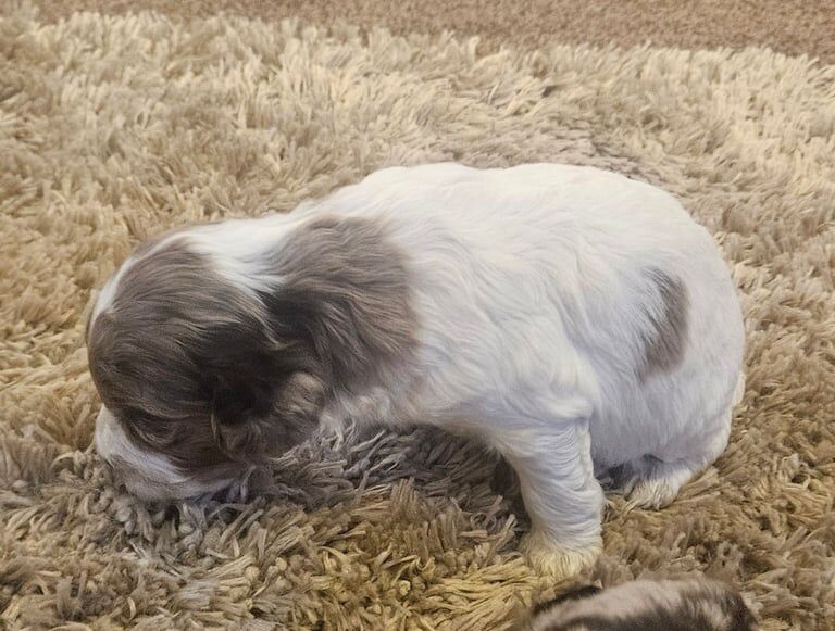 Cockapoo puppies for sale in Cheltenham, Gloucestershire – 3 weeks old - Image 2 of 3