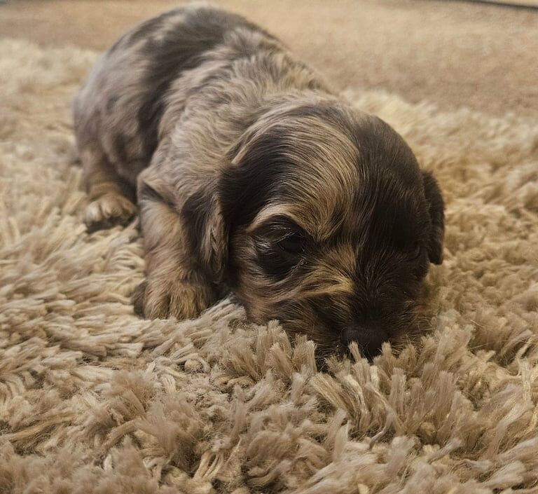 Cockapoo puppies for sale in Cheltenham, Gloucestershire – 3 weeks old - Image 3 of 3