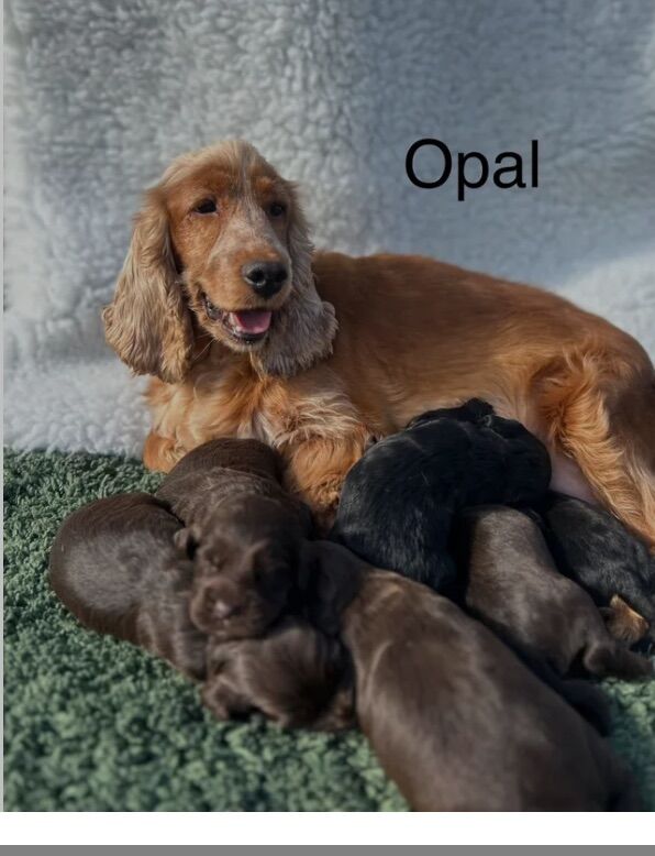 6 wonderful Cockapoo puppies for sale in Upwell, Norfolk