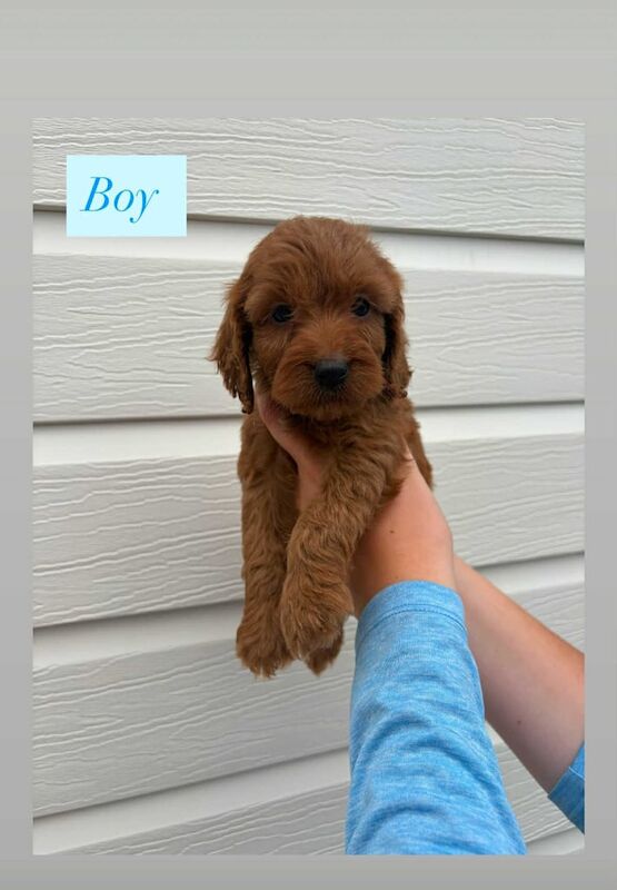 Cockapoo puppies for sale in Liskeard, Cornwall – 7 weeks old