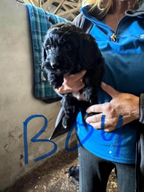 Red Cockapoo puppies for sale in New Deer, Aberdeenshire – 6 weeks old