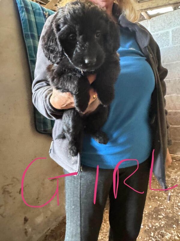 Cockapoo puppies for sale in New Deer, Aberdeenshire – 6 weeks old - Image 2 of 3