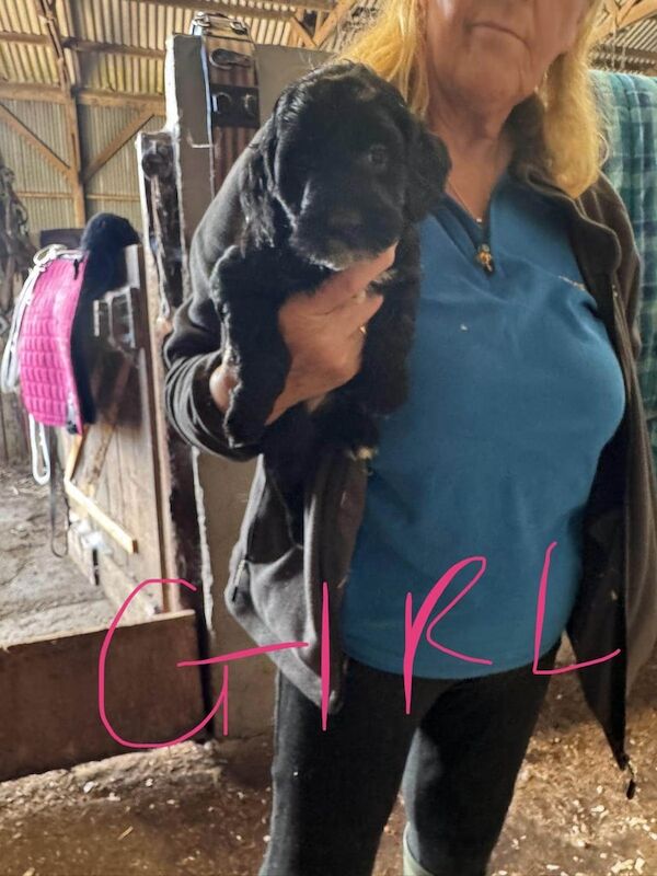 Cockapoo puppies for sale in New Deer, Aberdeenshire – 6 weeks old - Image 3 of 3