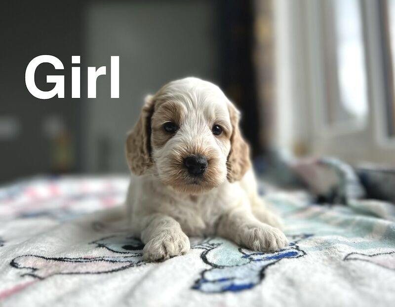 7 gorgeous apricot cockapoos ready from 7th July