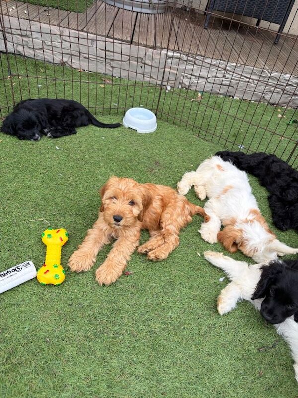 7 gorgeous cockapoo girls ready now