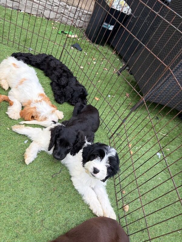 7 gorgeous cockapoo girls ready now - Image 2 of 6