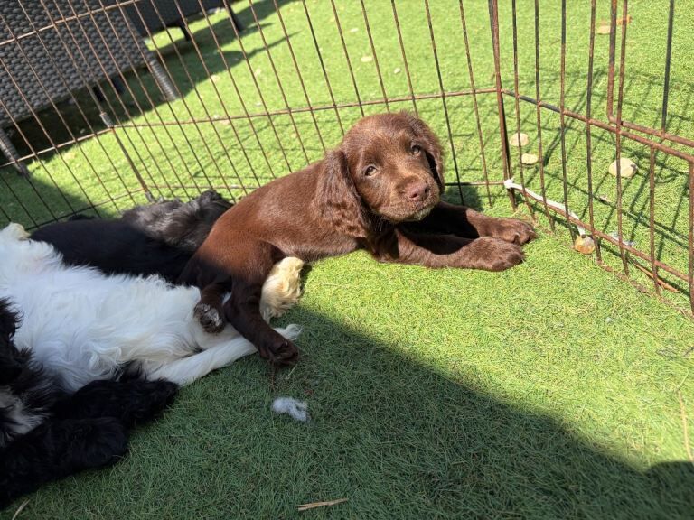 7 gorgeous cockapoo girls ready now - Image 3 of 6