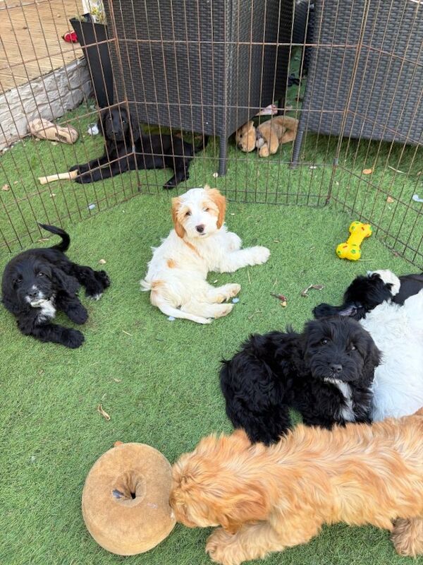 7 gorgeous cockapoo girls ready now - Image 4 of 6