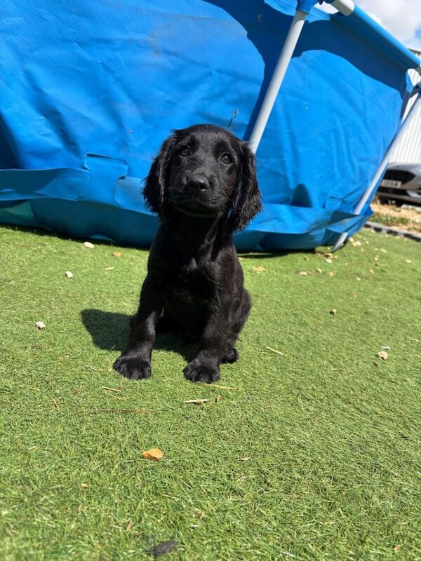 7 gorgeous cockapoo girls ready now - Image 5 of 6
