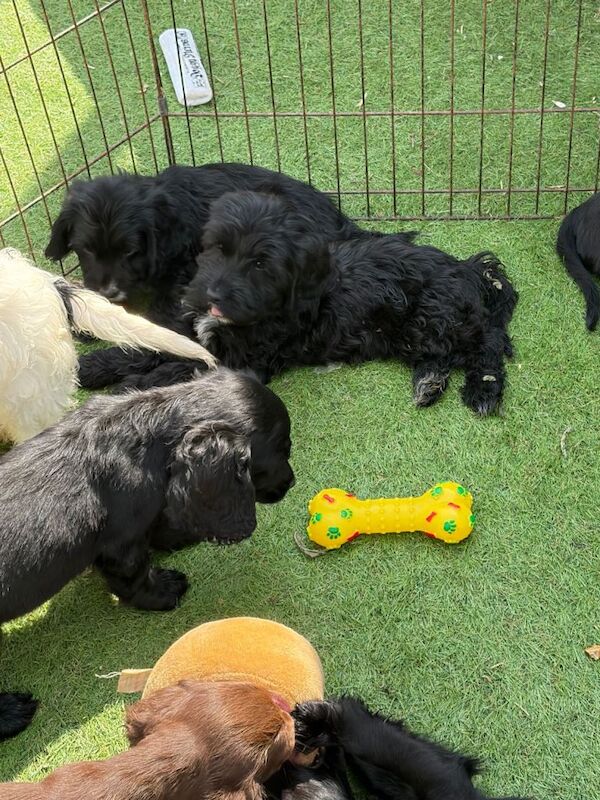 7 gorgeous cockapoo girls ready now - Image 6 of 6