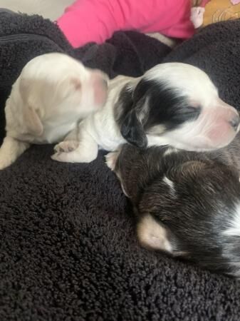 7 gorgeous cockapoo pups for sale in Redhill, Aberdeenshire