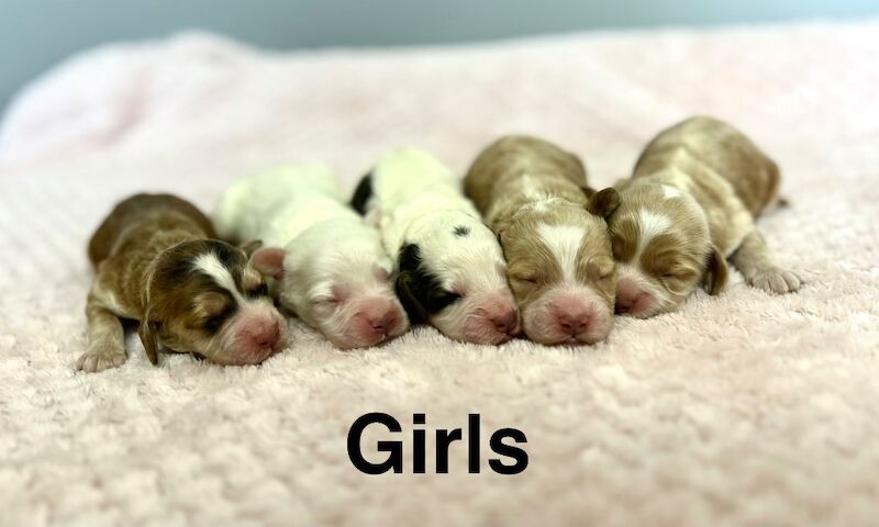 7 gorgeous colour cockapoo puppies under a week old - Image 2 of 3