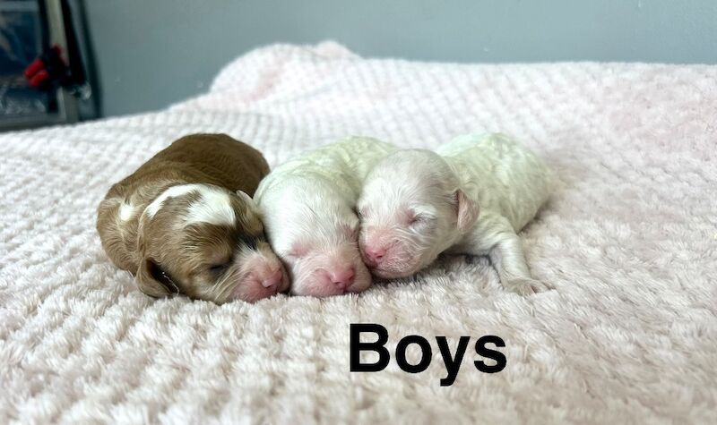 7 gorgeous colour cockapoo puppies under a week old - Image 3 of 3
