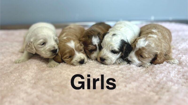 7 lovely colour cockapoo puppies ready from 30th may - Image 2 of 3