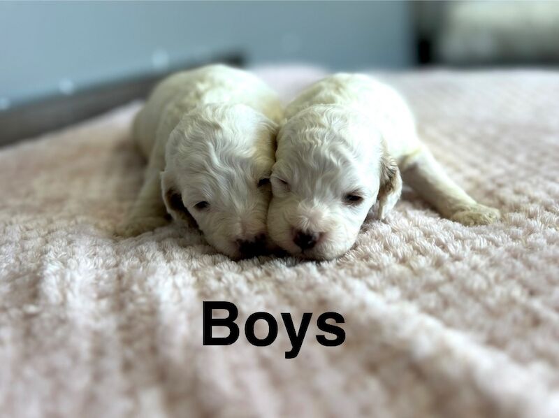 7 lovely colour cockapoo puppies ready from 30th may - Image 3 of 3