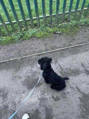 7 month male miniature cockapoo for sale in Doncaster, South Yorkshire