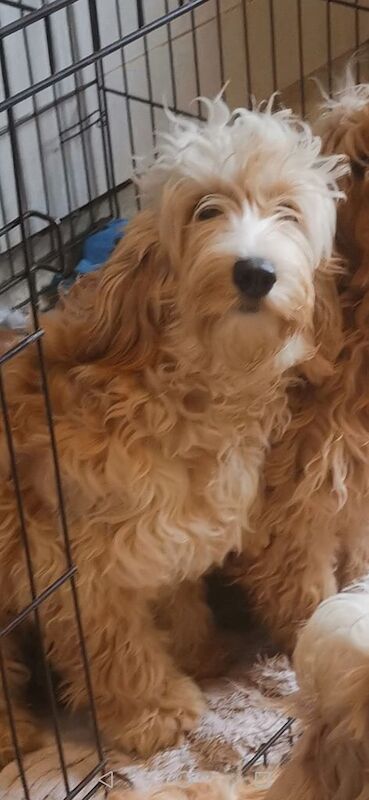 7 month old F1 cockapoo for sale in Bury, Greater Manchester