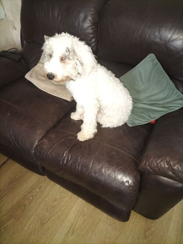 Cockapoo puppies for sale in Northfield, West Midlands – 7 months old