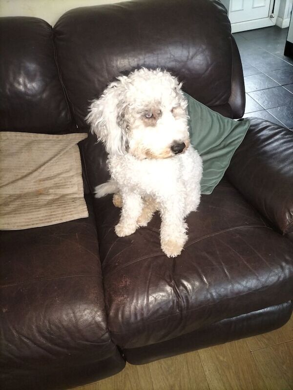Cockapoo puppies for sale in Northfield, West Midlands – 9 months old - Image 3 of 3