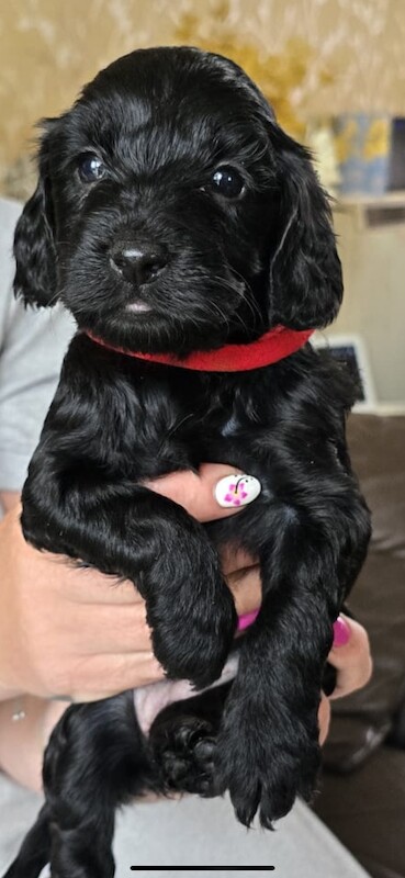 Cockapoo puppies for sale in Sandy, Bedfordshire – 1 year old - Image 2 of 13