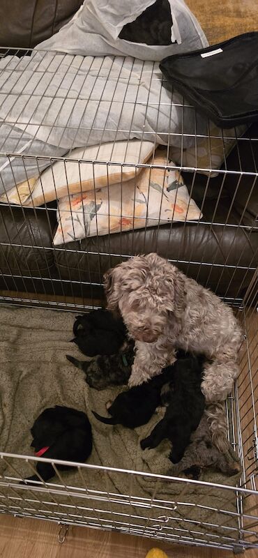 Cockapoo puppies for sale in Sandy, Bedfordshire – 1 year old - Image 3 of 13