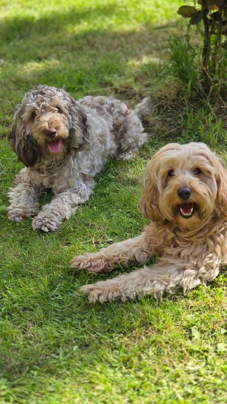 Cockapoo puppies for sale in Sandy, Bedfordshire – 1 year old - Image 4 of 13