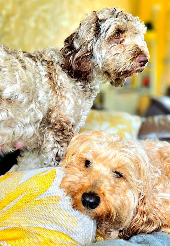 Cockapoo puppies for sale in Sandy, Bedfordshire – 1 year old - Image 5 of 13