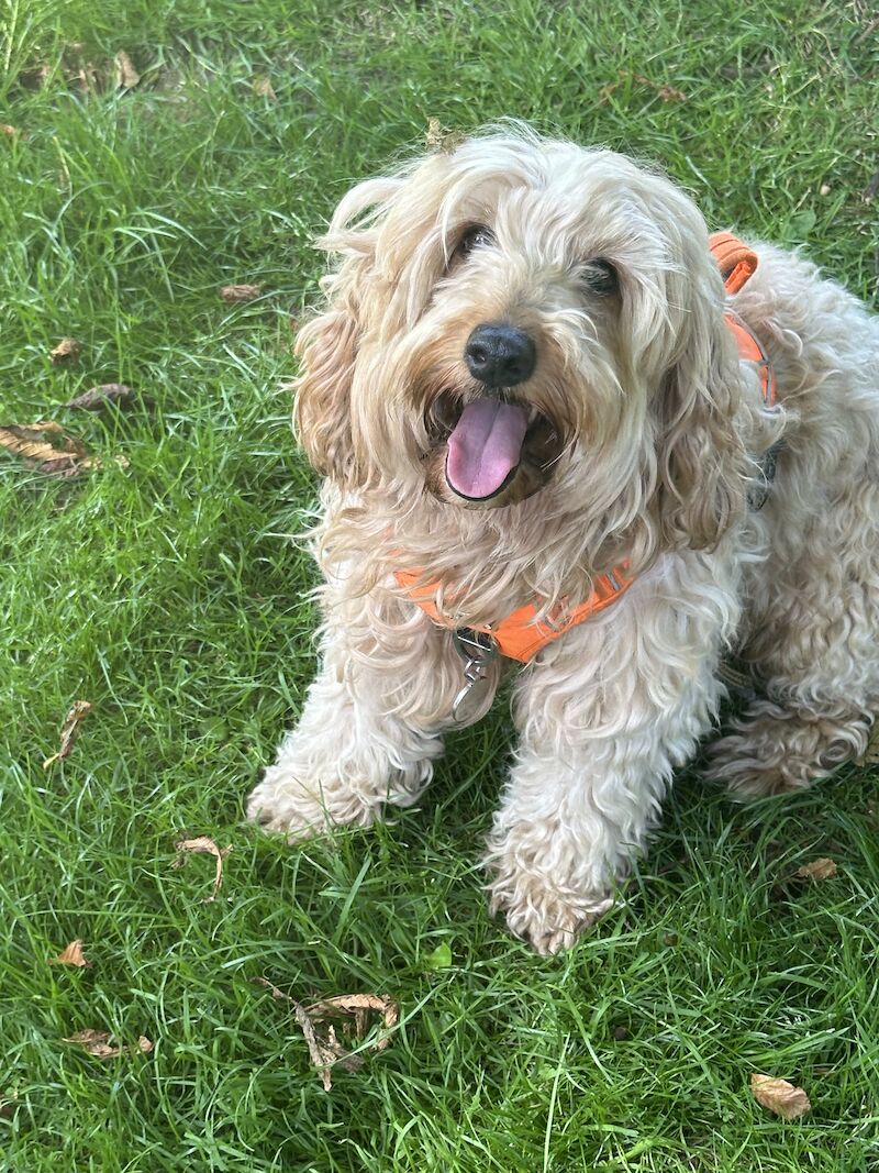 Cockapoo puppies for sale in Sandy, Bedfordshire – 1 year old - Image 6 of 13