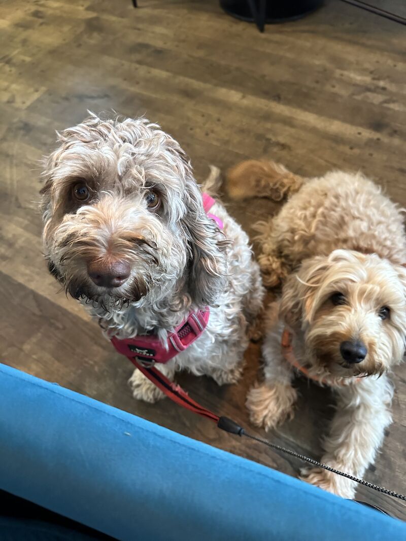 Cockapoo puppies for sale in Sandy, Bedfordshire – 1 year old - Image 7 of 13