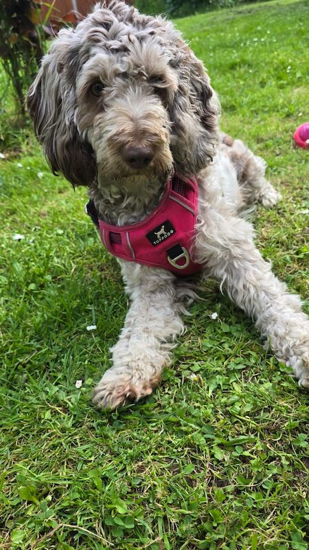 Cockapoo puppies for sale in Sandy, Bedfordshire – 1 year old - Image 8 of 13