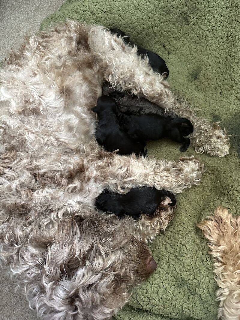 Cockapoo puppies for sale in Sandy, Bedfordshire – 1 year old - Image 9 of 13